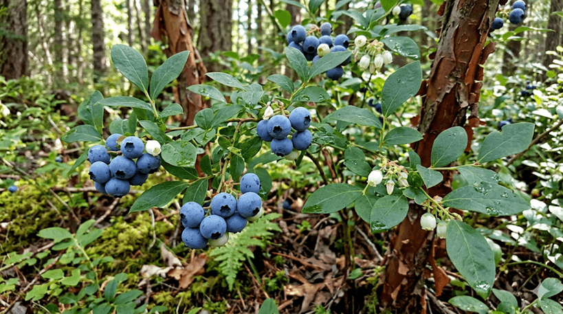 Highbush Blueberry